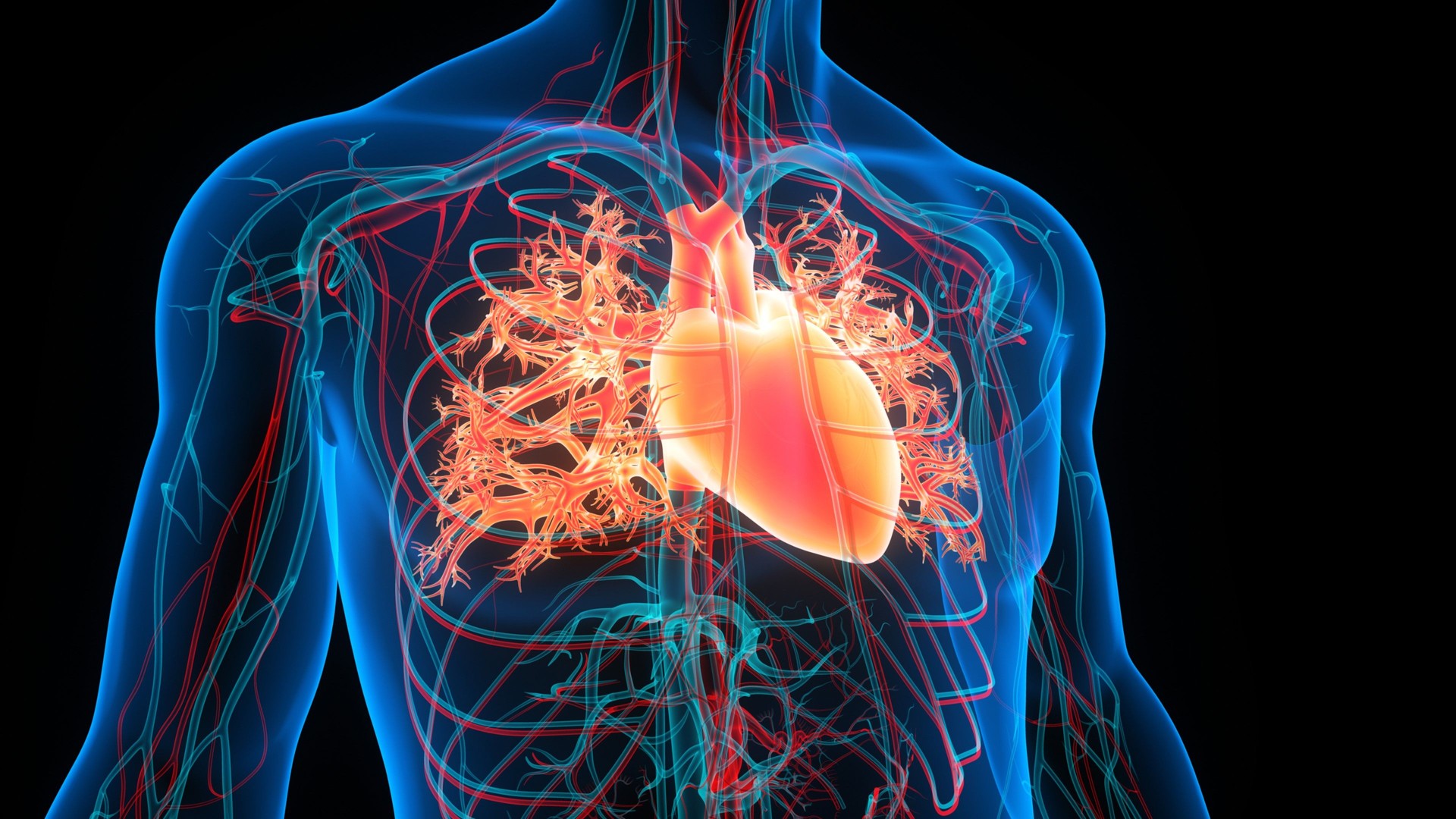 Medical illustration of heart anatomy and cardiovascular system for medical education content
