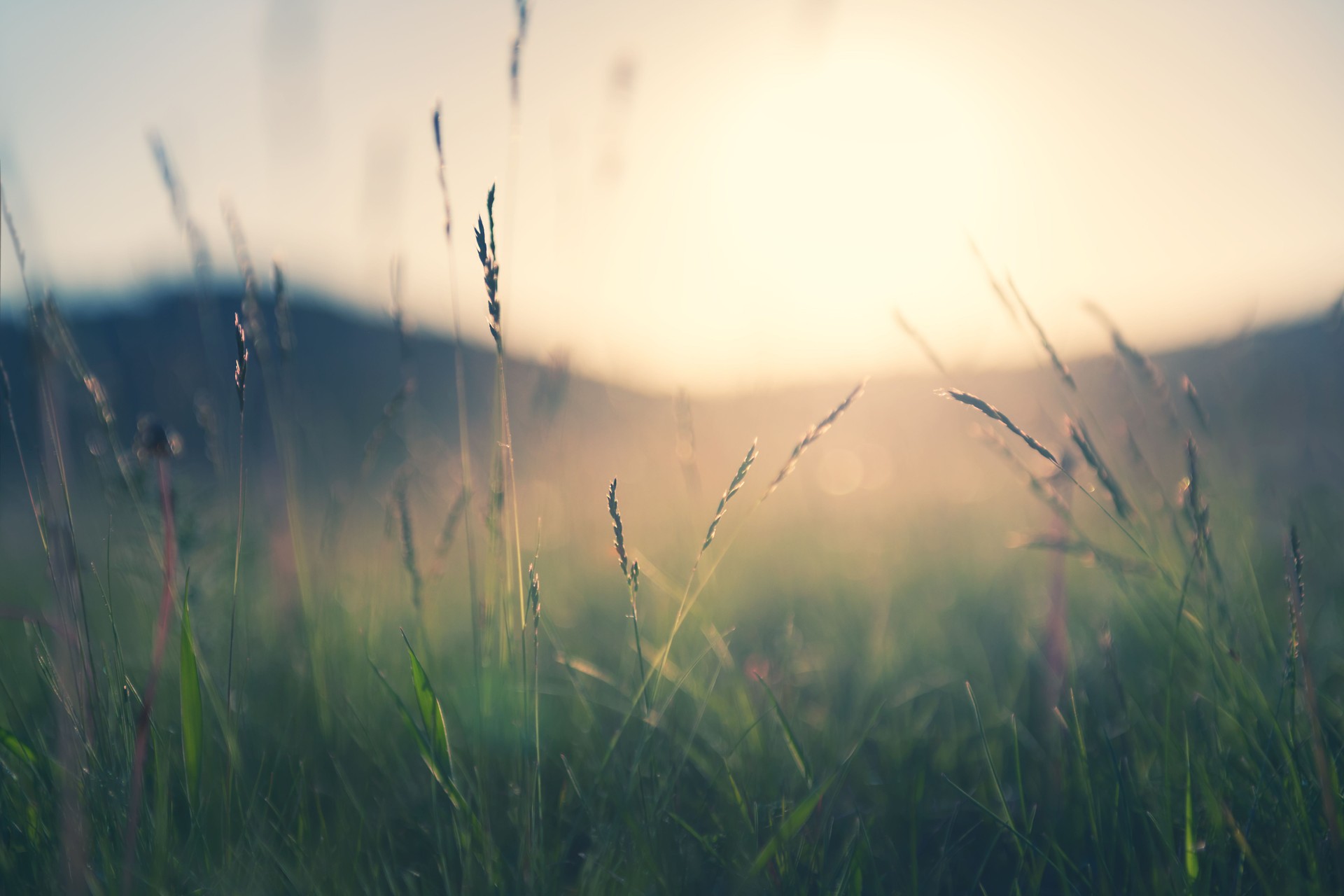 Open field at sunset - Medwire About page